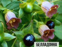 yadovitaya-belladonna-768x576.jpg